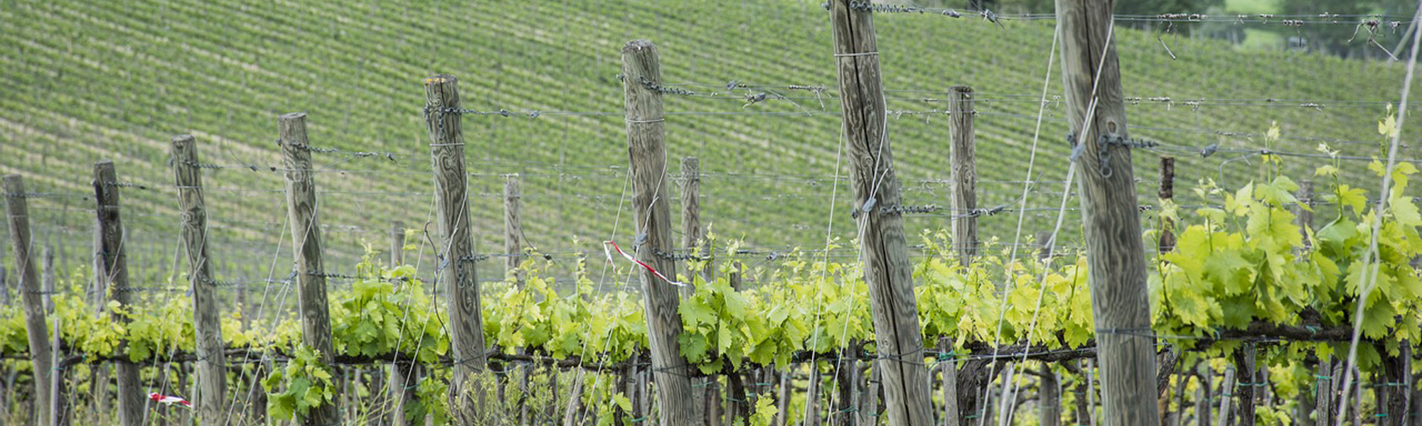 Topp Vinordic vingård kategorier